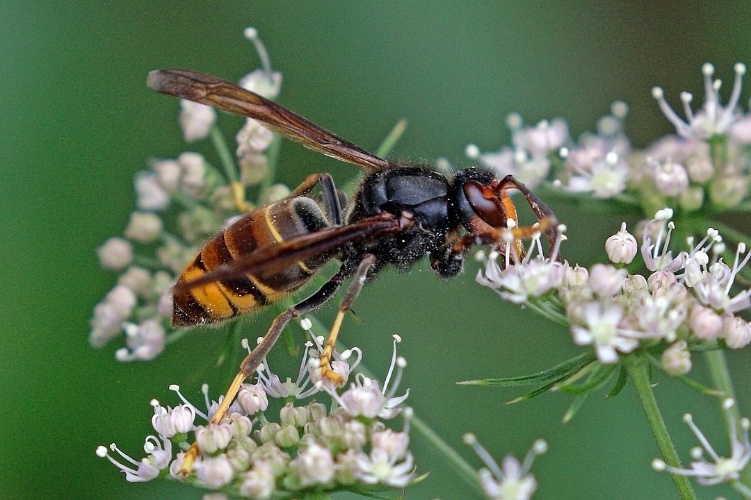 Asian hornet (Vespa velutina), Portugal